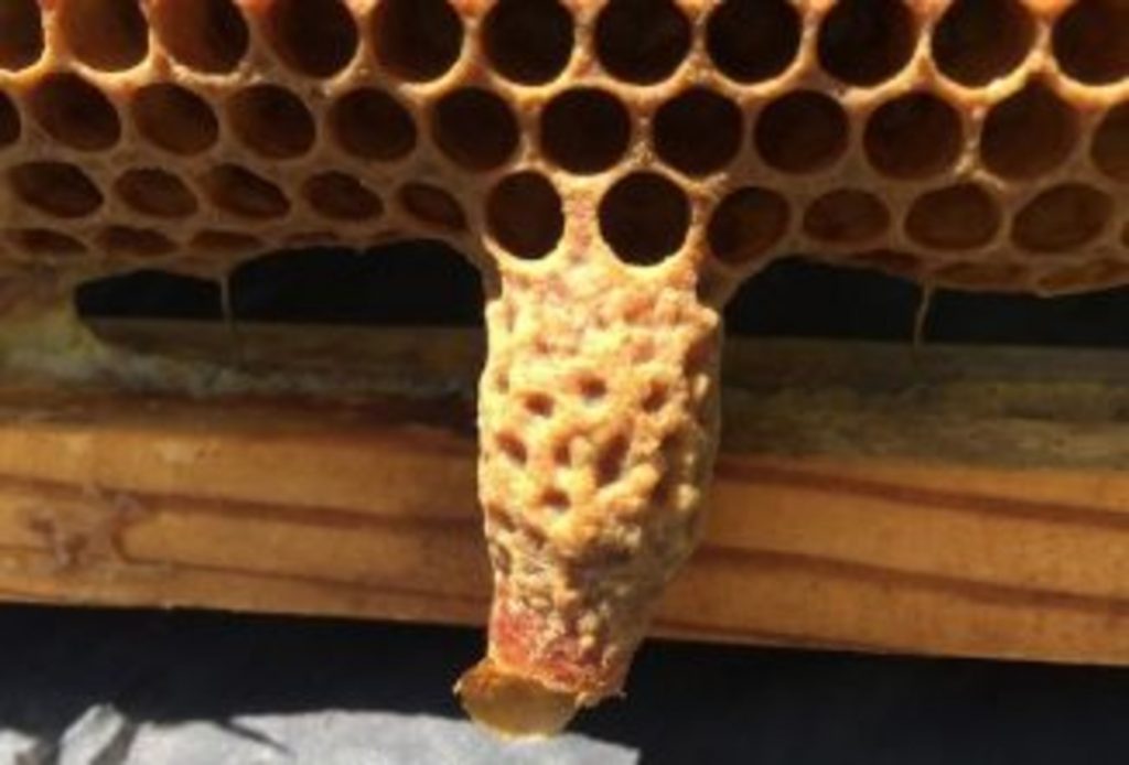 Emergency, Swarm, and Supercedure Cells, Oh My! - Backyard Beekeeping